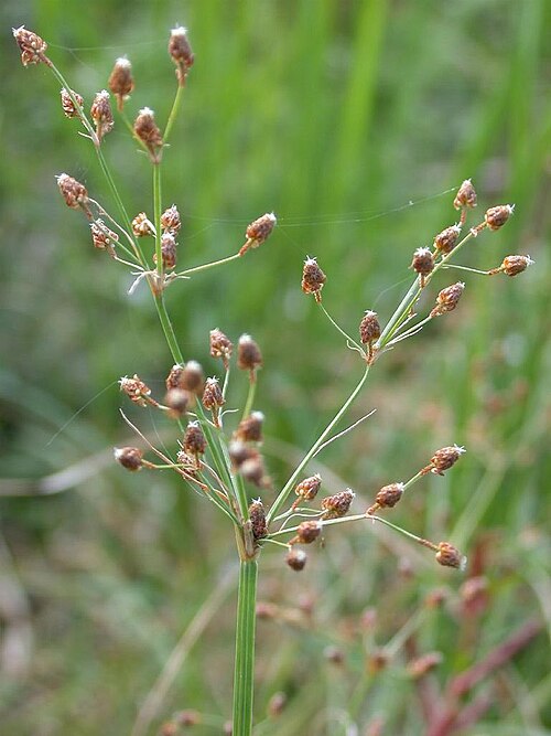 Fimbristylis miliacea